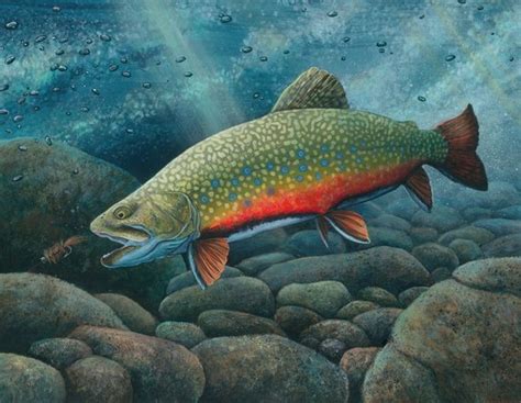 Brook Trout Painting at PaintingValley.com | Explore collection of ...