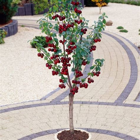 Top 6 Dwarf Fruit Trees You Can Plant In a Mini Garden