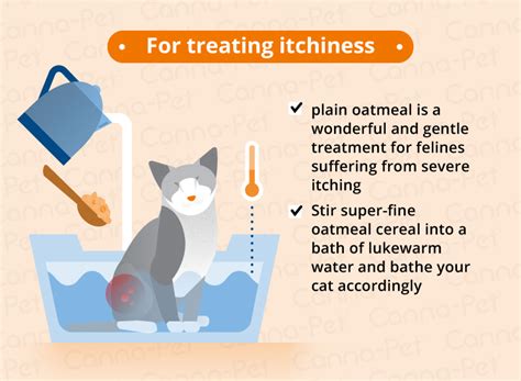 Cat Skin Conditions & Natural Remedies | Canna-Pet