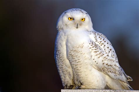 Snowy Owl Wallpaper HD (78+ images)