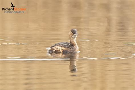 Little Grebe - Birds Online | Website of photographer Richard Stonier