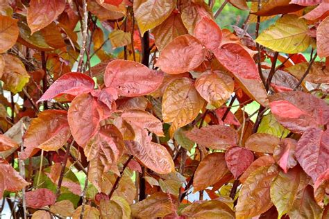 5 Best Shrubs for Fall Color