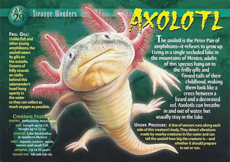 Axolotl | Weird n' Wild Creatures Wiki | Fandom