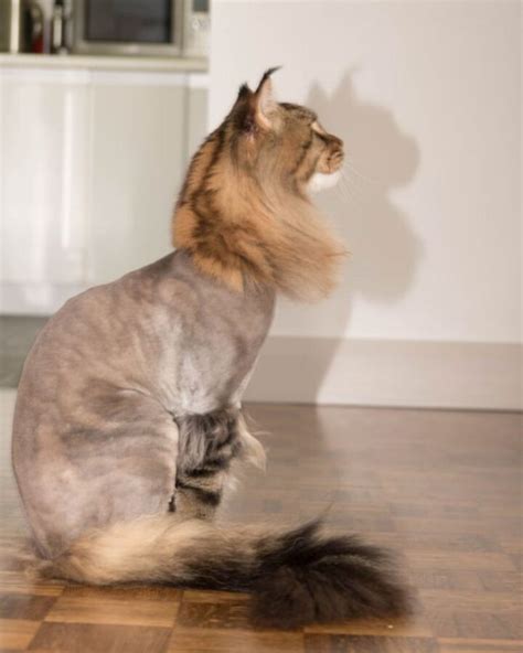 11 Adorable Maine Coon Cats with Lion Cuts (with Photos) - MaineCoon.org