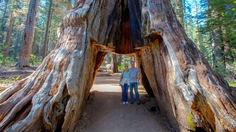 Giant Sequoia ‘Tunnel Tree’ in California Is Toppled by Storm - The New ...