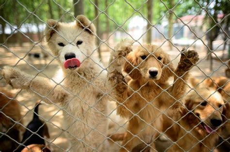 China dog meat festival goes ahead despite coronavirus visitor decline ...