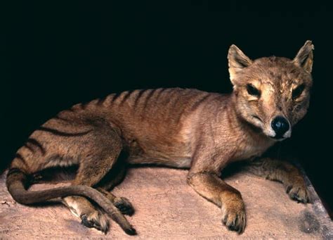 8 Thylacine Facts About The Tasmanian Tiger - Fact Animal