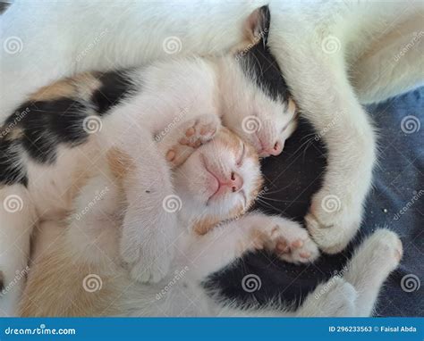 Cute Kitten Sleeping with Its Mother Stock Image - Image of mother ...