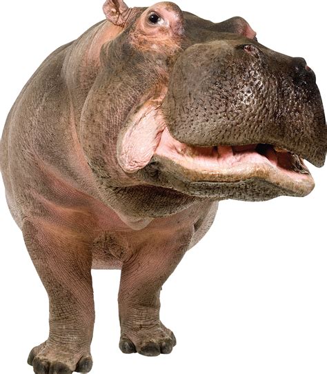 Hippo PNG Transparent Images | PNG All