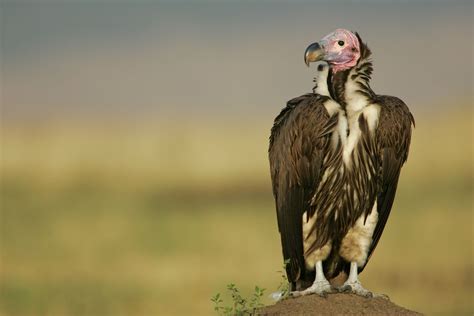 16 of the World's Most Endangered Vulture Species