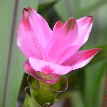 Curcuma Zedoaria Essential Oil (Wild) - WISDOM OF THE EARTH