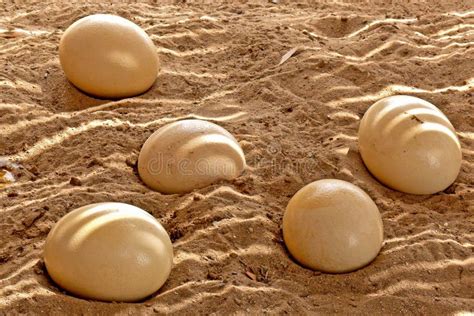 Ostrich Eggs stock photo. Image of decorative, decorate - 26676620