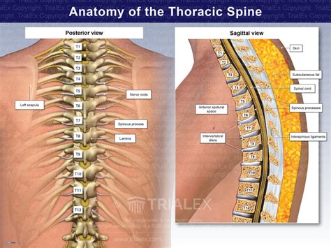 Anatomy of the Thoracic Spine - TrialQuest Inc.