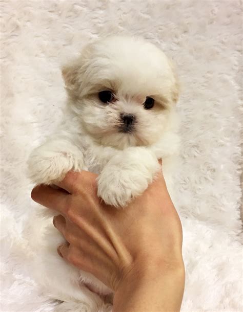 Best 10 Toy Maltese Puppies Reviews And Buying Guide in 2023 - Paws Dynasty