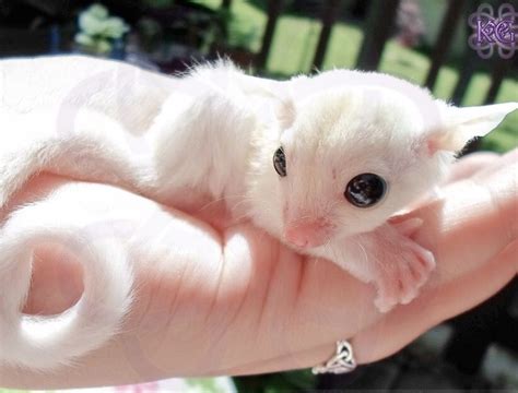 Cute Sugar Glider White