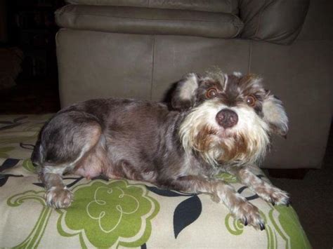 Liver / Tan Schnauzer Female for Sale in Eastman, Georgia Classified ...