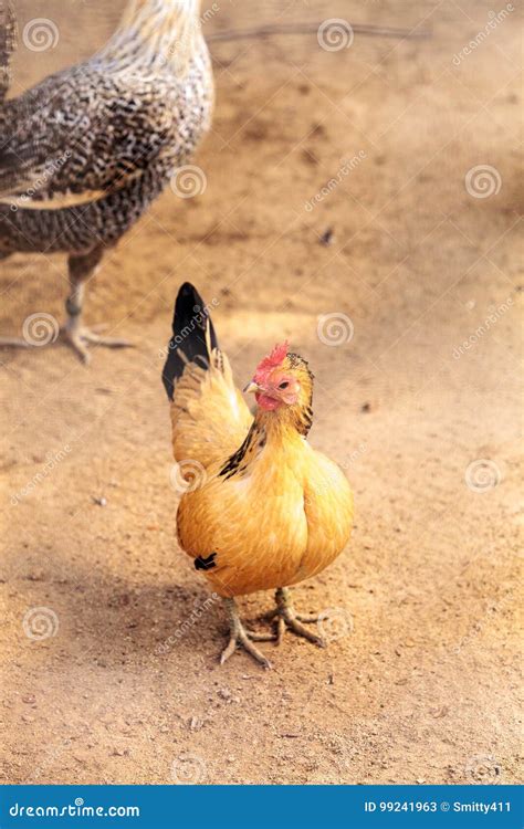 Sicilian Buttercup Chicken stock image. Image of chicken - 99241963