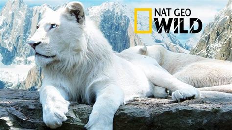 The Rare and Exotic Animals ” White Lions”-[HD]National Geographic[Full ...