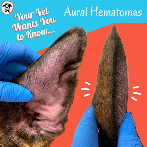 Dog Hematoma Home Treatment | tunersread.com