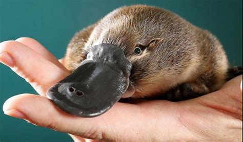 Platypus Crazy | Big Picture Science