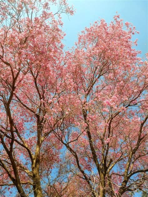 Lapacho Trees in Bloom against a Blue Sky · Free Stock Photo