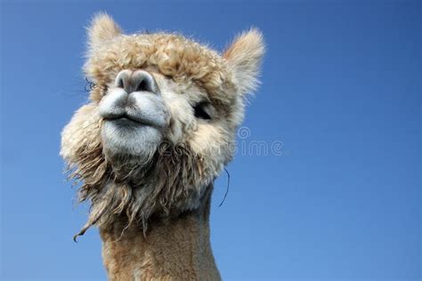 Funny lama stock photo. Image of blue, vacation, andes - 21899684