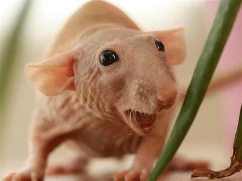 Creepy Hairless Rat