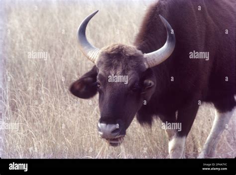 The gaur, also known as the Indian bison, is a bovine native to South ...