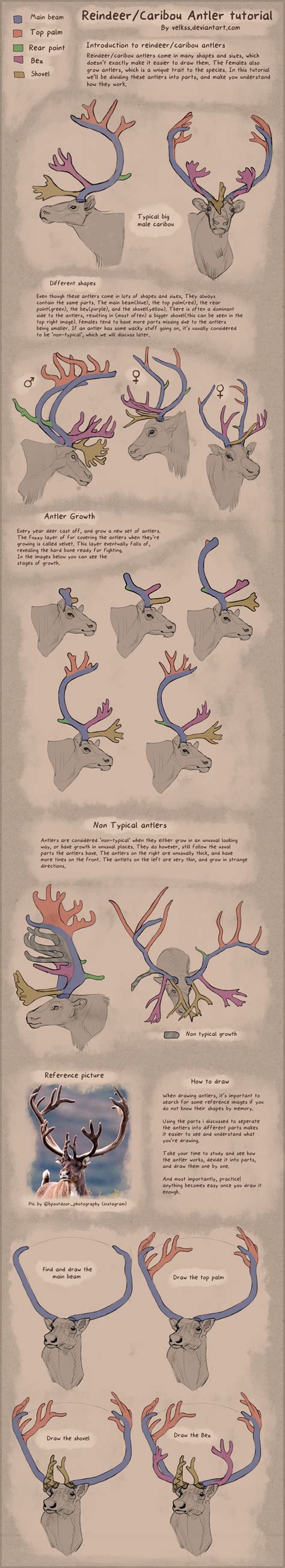 Reindeer/Caribou antlers [TUTORIAL] by Velkss on DeviantArt