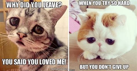 Dumb Cats Silly Cats Crazy Cats Sad Cat Meme Cat Memes Funny | The Best ...