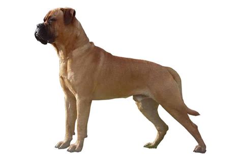 Bullmastiff (character, nutrition, care)