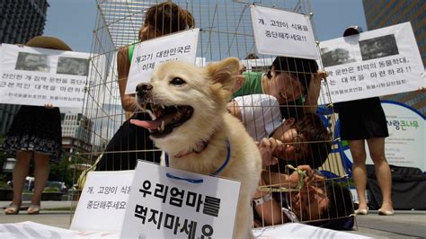 South Korea closes its biggest dog meat market - LifeGate