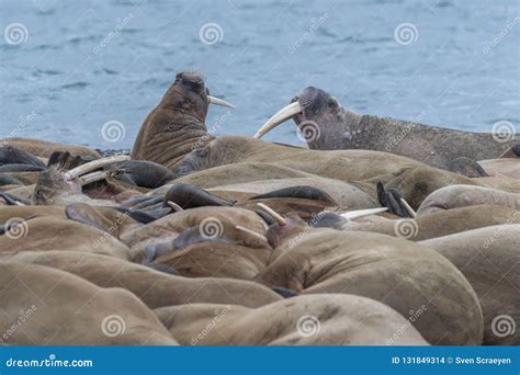 The Crowded Bunch, Walrusses in Svalbard Stock Photo - Image of pack ...