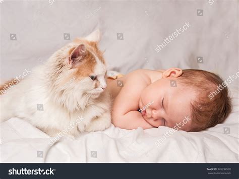 Baby Cat Sleeping Together Stock Photo 345734510 | Shutterstock