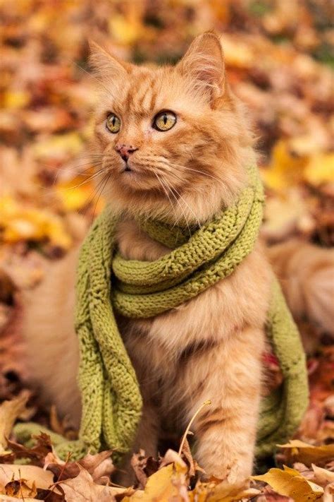 The Best Thing About Fall Is This Cozy Photoshoot With Cats Wearing ...