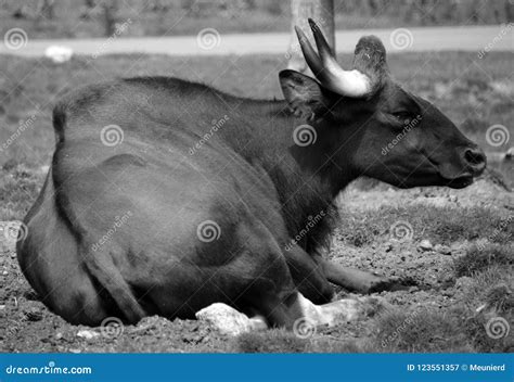 The gaur or Indian bison stock image. Image of africa - 123551357