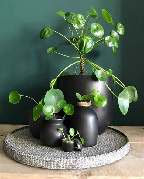 Chinese Money Plant (Pilea peperomioides) Care - How to Take Care ...