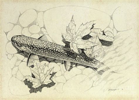 Brook Trout 3 Drawing by Jon Wright - Pixels