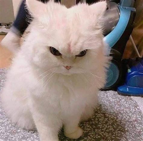 Angry floof : r/Floof