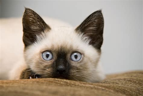 Siamese Kitten