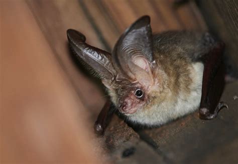 70+ Good Bat Names For Male & Female - With Nicknames Too!