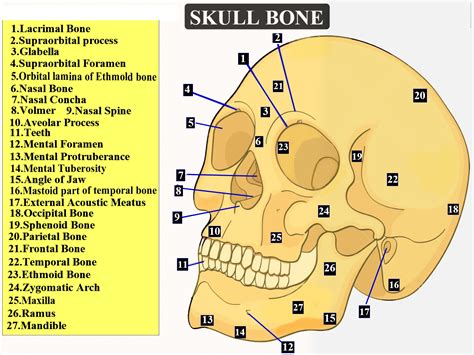 Total number of bones found in the human skull is(A) 22(B) 29(C) 35(D) 72