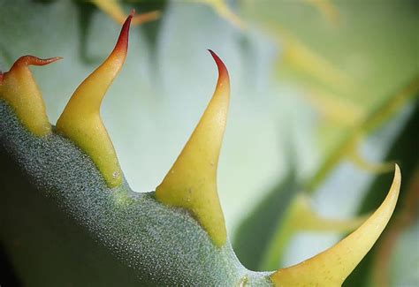 Agave Indoor | Aloplant