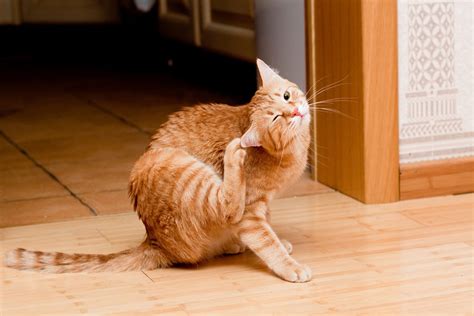 Harvest Mite Infestations in Cats | VCA Animal Hospital