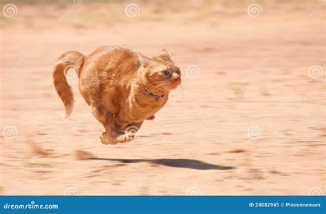 Orange Tabby Cat Running Full Speed Stock Photos - Free & Royalty-Free ...