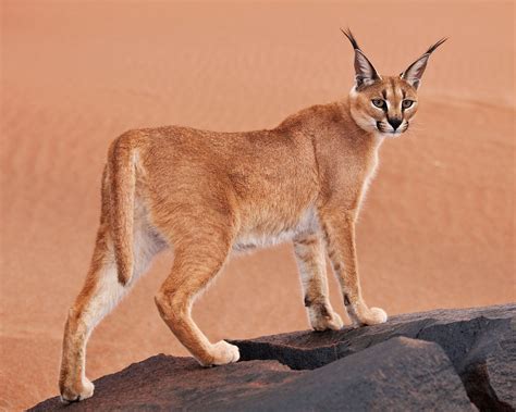 Caracal Cat