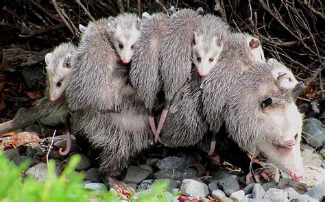 Mother Of The Year Opossum Carries 12 Of Her Babies On Her Back ...