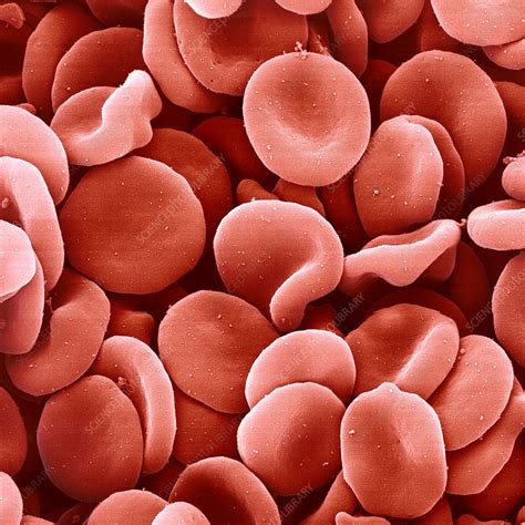 Red blood cells - Stock Image - P242/0282 - Science Photo Library