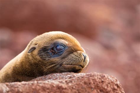 Sea lion pups are pretty adorable : aww