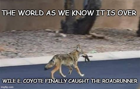 coyote Memes & GIFs - Imgflip